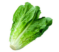 lechuga